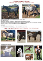 Vente de cheval : milkao kao